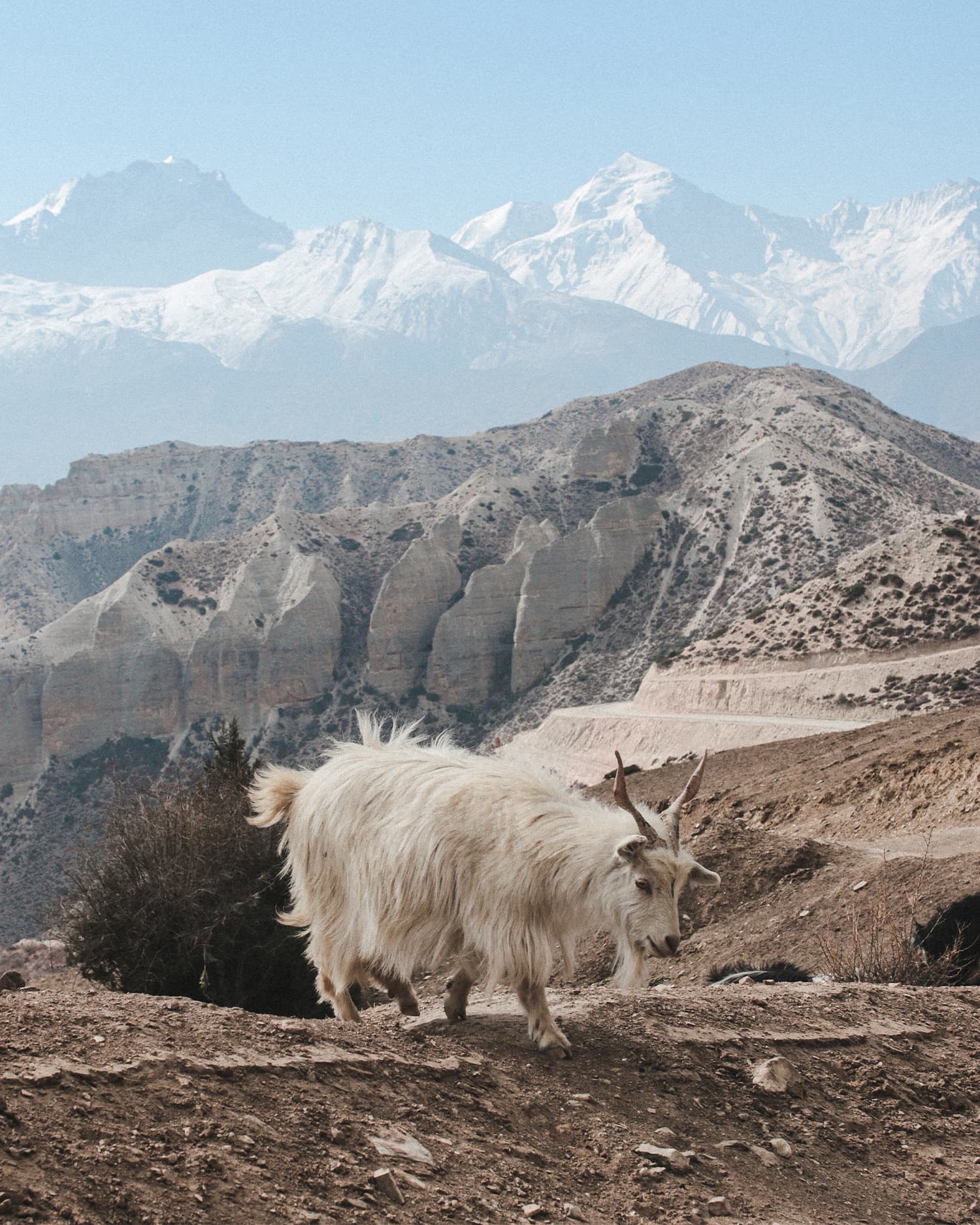 Cashmere goats walking through their natural habitat.